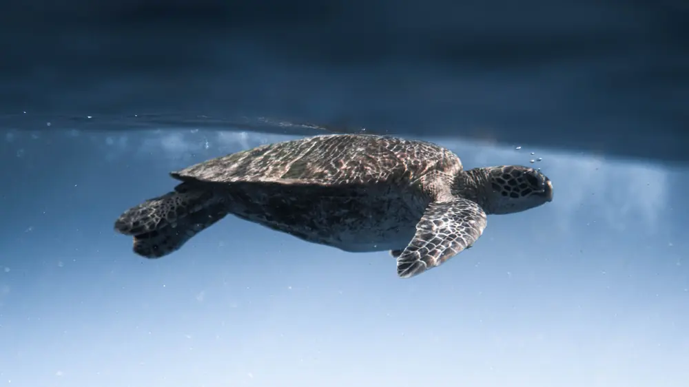 A sea turtle swimming just below the surface of clear blue water